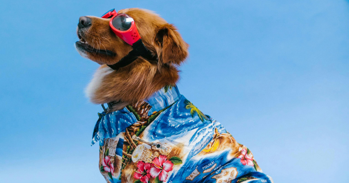 Conoce las tendencias modernas en estilo y bienestar animal